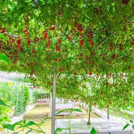 Tree Tomato Seeds for Planting – 6+ Heirloom, Non-GMO - Sweet-Tangy Exotic Fruit, Fast-Growing Patio Tree - Easy Germination