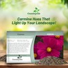 Outsidepride 100 Seeds Annual Cosmos Bipannatus Sonata Carmine Cut Flower
