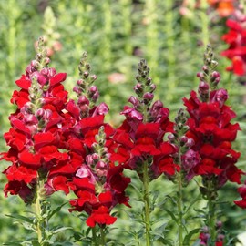 Eden Brothers Snapdragon Seeds - Defiance