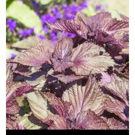 BmoreSpicy.com Shiso 350 - 5600 Seeds Purple Perilla Red Mint Aroma frilled leaves Salad Herbs - 2800 seeds