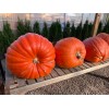 The Green Grove Garden 25+ Big Max Pumpkin Seeds -