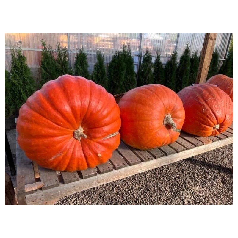The Green Grove Garden 25+ Big Max Pumpkin Seeds -