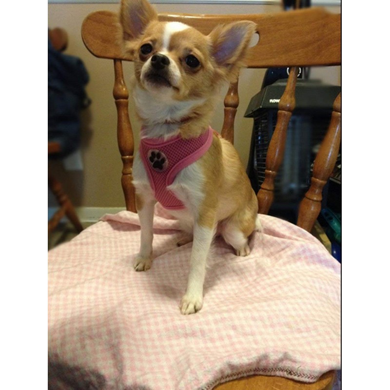 BINGPET Soft Mesh Dog Harness Pet Walking Vest Puppy Padded