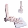 BoNew - Anatomical Skeleton Foot Model Life Size