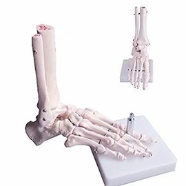 BoNew - Anatomical Skeleton Foot Model Life Size
