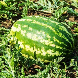 Watermelon Seeds - All Sweet - 3 g Packet ~40 Seeds - Citrullus lanatus - Farm & Garden Vegetable/Fruit Seeds - Non-GMO, Heirloom, Open Pollinated, Annual