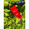 Urfa Biber Isot Turkish Turkey Chile Hot Pepper Premium Seed