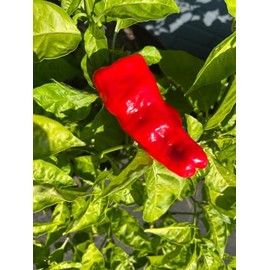 Urfa Biber Isot Turkish Turkey Chile Hot Pepper Premium Seed Packet