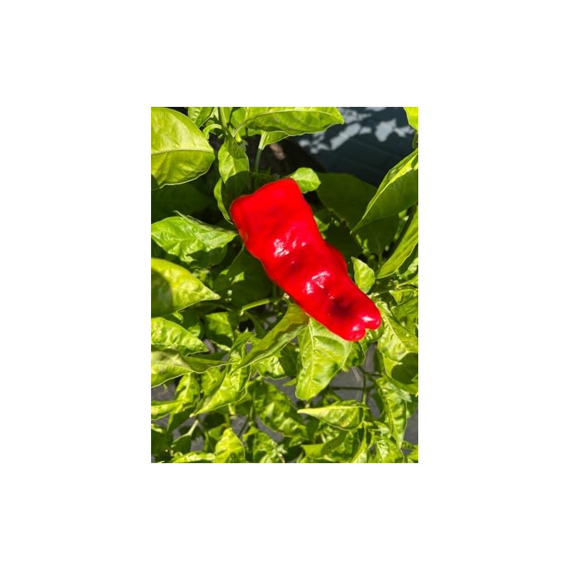 Urfa Biber Isot Turkish Turkey Chile Hot Pepper Premium Seed