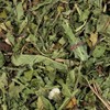 Oh Herb Domestic Pogongyoung Dried Dandelion 250g / 국산 포공영
