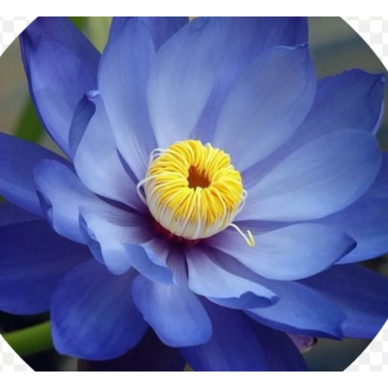 AWAD Lotus Blue Absolute Pure Essential Oil - 100 ML