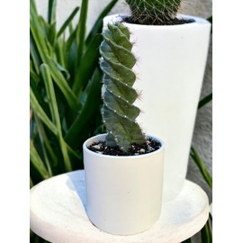Spiral Cactus - Cereus forbesii 'Spiralis' - Twisted Rare Succulent - Tornado Cactus - Live Rooted Indoor Plants (11'')