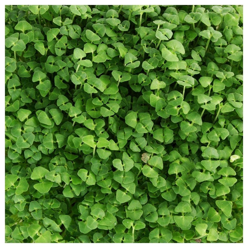 Everwilde Farms - 1/4 Lb Chia Herb Seeds - Gold