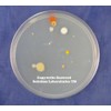 Nutrient Agar Plates - Sterilized - 2, 100 Millimeter