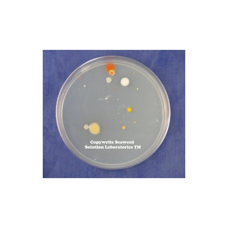Nutrient Agar Plates - Sterilized - 2, 100 Millimeter