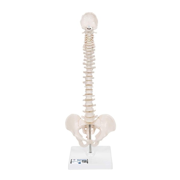 Mini Spine Model, Reproduces Natural Movements of Forward Bend, Backbend, Side Bends and Swivels - 1/2 Scale Spine Movable Model - 3B Scientific