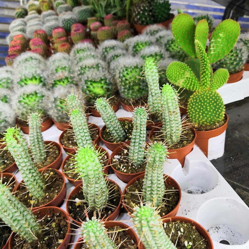 Superior Cacti and Succulent Potting Mix - Enriched with Nutrients