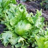 Lettuce Garden Seeds - Crisphead Great Lakes 118-1 g Packet