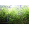 Guppy Grass – Floating Aquarium Plant – Buy 2 Get