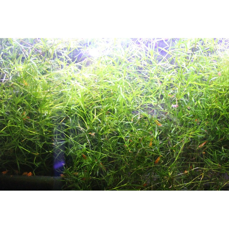 Guppy Grass – Floating Aquarium Plant – Buy 2 Get