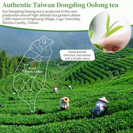 XIXICHA Dongding Oolong Tea Loose Leaf Taiwan Tea High Mountain Oolong Taiwan Dong Ding Gaoshan Ulong Tea Taiwanese Green Oolong One Thousand Meters High Mountain 150g/5.3oz 凍頂乌龙茶 冻顶乌龙 乌龙茶 台湾茶