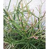 Pencil Cactus, Firesticks 7 Succulent Cuttings Plant NHKM53
