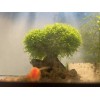 Mini Pellia aka Coral Moss 2" x 2" Riccardia chamedryfolia
