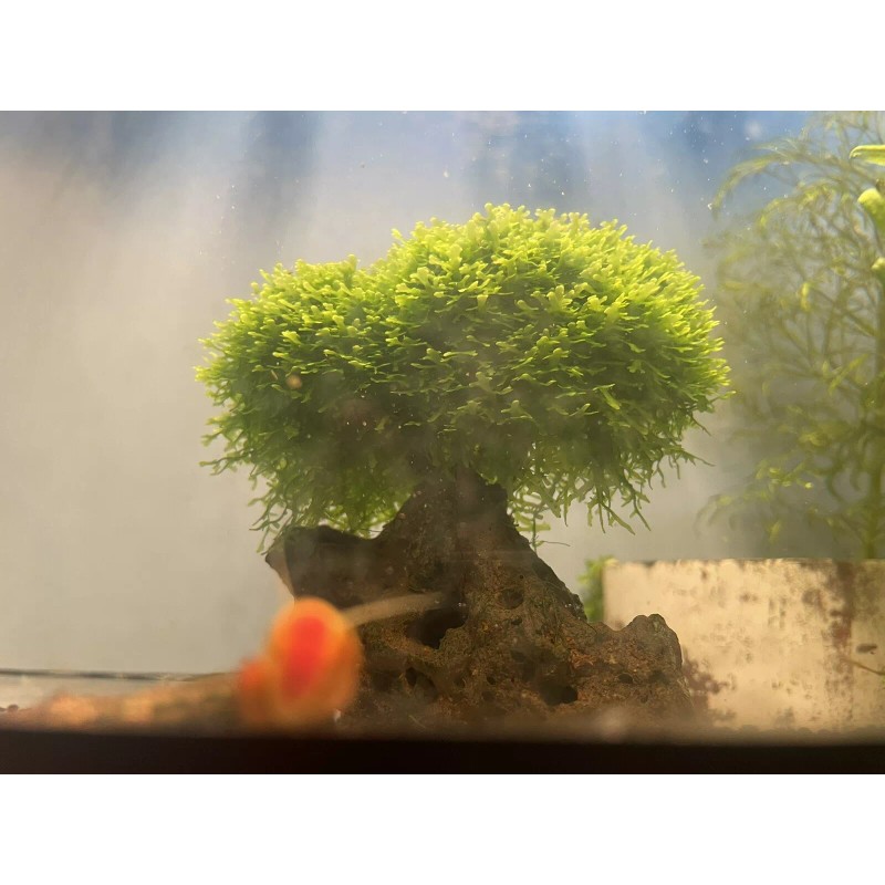 Mini Pellia aka Coral Moss 2" x 2" Riccardia chamedryfolia