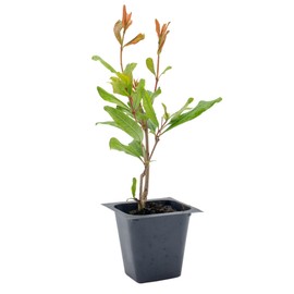 1 Pomegranate Wonderful Tree | Live Sapling in 2.5-inch Nursery Cube | Punica Granatum 'Wonderful' Variety | Hardy Deciduous Trees and Shrubs | Red Fruit-Bearing Plant