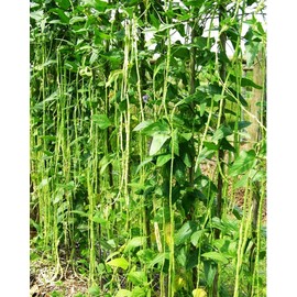 100+ Seeds Snake Oriental Yard Long Pole Bean Seed for Planting Green Noodle Beans Heirloom Non-GMO Vegetable Seeds