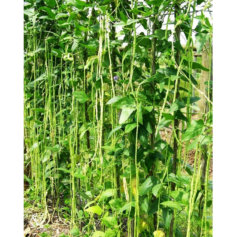 100+ Seeds Snake Oriental Yard Long Pole Bean Seed for