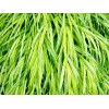 My Seeds 30 AUREOLA JAPANESE FOREST GRASS SEEDS - Hakonechloa