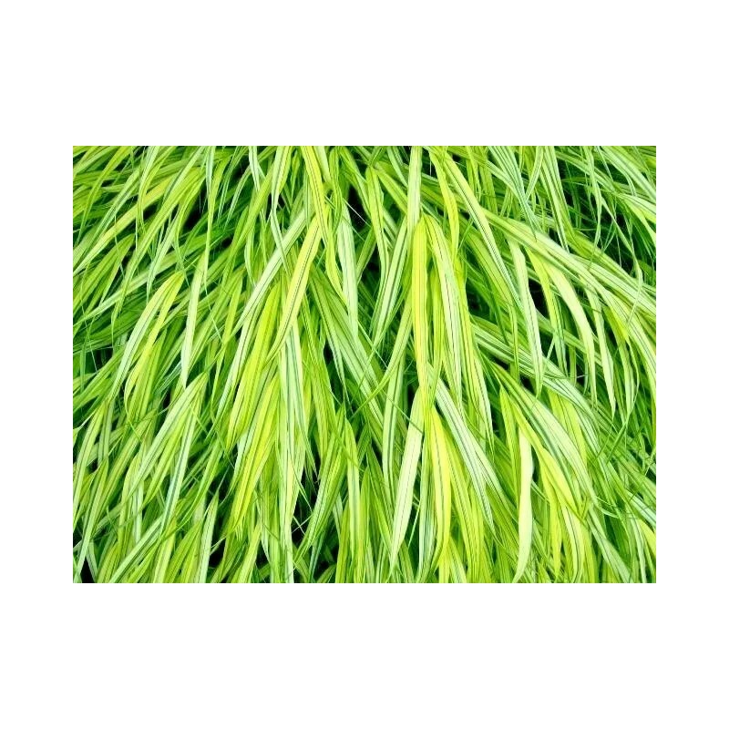 My Seeds 30 AUREOLA JAPANESE FOREST GRASS SEEDS - Hakonechloa