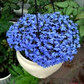 Flax Ornamental Sky Blue Seeds Linseed Flax Flower Linseed Oil Plant 300 Seeds Non-GMO