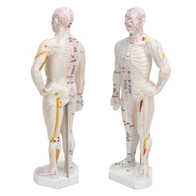 Human Body Acupuncture Model Professional Portable Meridian Points Model for