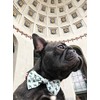 APMRUMGO US Pronto Petwear Ohio State | Buckeyes Football Stripe