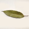 참두리 참가시나무잎 300g (국내산) Chamduri Shinseonbong Leaf 300g (Domestic)
