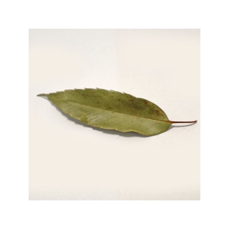 참두리 참가시나무잎 300g (국내산) Chamduri Shinseonbong Leaf 300g (Domestic)