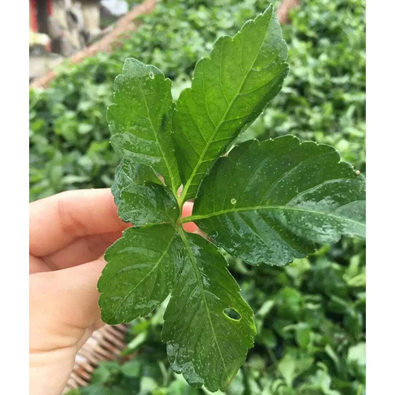 TooGet Wild Jiaogulan Loose Leaf Tea, Premium Gynostemma Pentaphyllum Herbs,