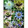 40pcs Passion Flower Seeds Garden Passiflora Potted Plants