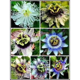 40pcs Passion Flower Seeds Garden Passiflora Potted Plants