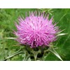 RAISE ME UP: Seeds Milk Thistle Purple Blessed Non GMO