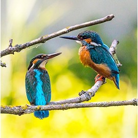 Wildlife Kingfisher Greeting Card - Square