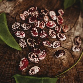 Christmas Speckled Lima Bean - 8oz Bulk (~200 Seeds) - Heirloom Butter Bean Variety, USA-Grown, Non-GMO Butterbean Seeds for Planting Outdoors in The Home Garden, Thresh Seed Company