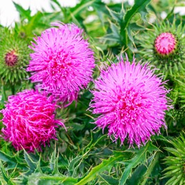 Outsidepride Milk Thistle Seeds - 200 Pcs Biennal, Hardy & Self-Seeding, Herb Seeds for Planting w/Spiny Foliage & Large Thistle Head Rose-Pink Blooms, Ideal for Garden Landscaping