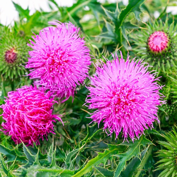 Outsidepride Milk Thistle Seeds - 200 Pcs Biennal, Hardy &