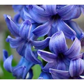 AWAD Hyacinth Absolute Pure Essential Oil - 30 ML + Free Carrier oil 10 ml