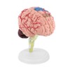 Uxsiya Disassembled Human Brain Model, Colorful Painting Plastic Highly Simulated