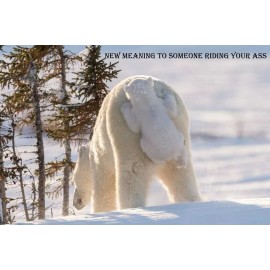 Funny   Polar Bear  refrigerator magnet 3 1/2 x 4  1/2 "