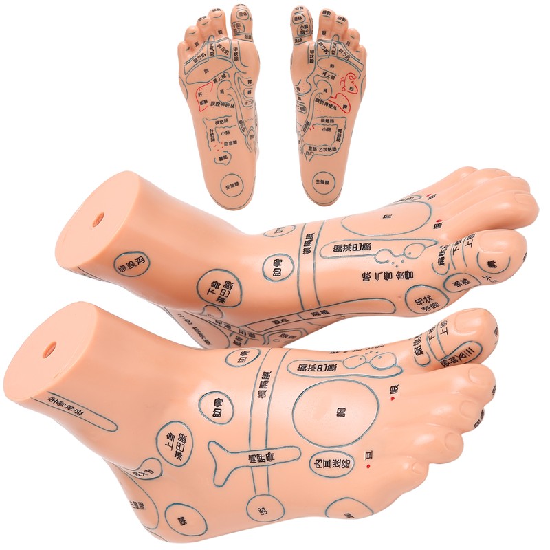 2pcs 19cm / 7.5in Feet Acupoint Model Acupuncture Teaching Aids